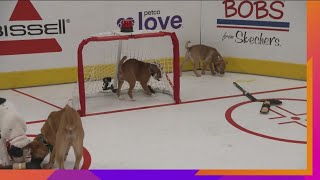 NHL Stanley Pup Scores a Goal [upl. by Irpac]