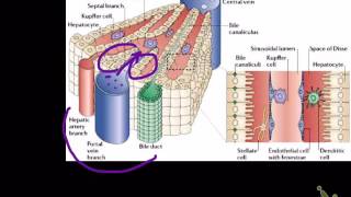 functional liver microanatomy [upl. by Carie]