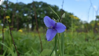 Spiderwort Plant Profile [upl. by Irihs977]