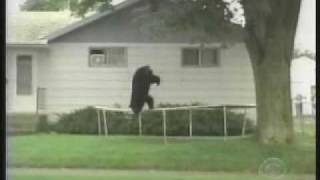 Bear and her cubs playing on our trampoline and in the treehouse in CT  Mediumm4v [upl. by Onida41]