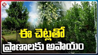 Conocarpus Plants Are Dangerous For Health Causes Skin Allergies And Respiratory Problems  V6 News [upl. by Dollie]