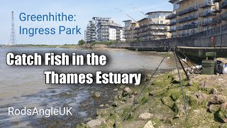 Catch Fish in the Thames Estuary GREENHITHE  INGRESS PARK [upl. by Havelock878]