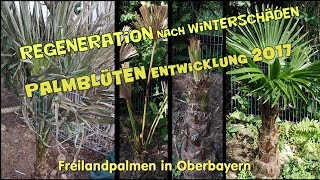 Palmen in Oberbayern  Regeneration nach Winterschaden  Palmenblüten Entwicklung [upl. by Mosera]