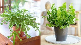 9 Top Ferns to Grow as Houseplants [upl. by Lissak770]