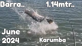 Catching ENORMOUS Barramundi Fish in Australia [upl. by Dao580]