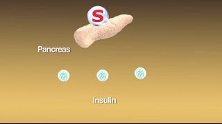 Sulfonylureas What Are They and How Do They Work [upl. by Lifton482]