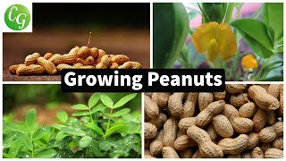 How to grow Peanuts in your home garden [upl. by Nednal194]