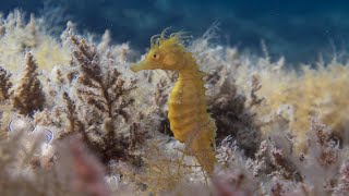 suun diving trogir island ciovo und solta [upl. by Ennylyak]