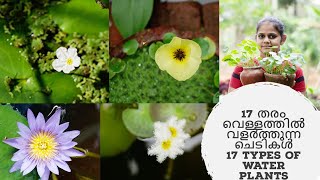 17 തരം വെള്ളത്തിൽ വളർത്തുന്ന ചെടികൾ II 17 types of water plants II Water plant collection [upl. by Emmye]