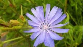 Common Chicory Cichorium Intybus  20120626 [upl. by Yehs]