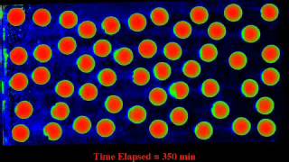 Solute Transport Diffusive Mass Transfer [upl. by Medovich216]