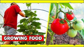 I Spent 150 Days Growing Food  And This Is What Happened [upl. by Shornick759]