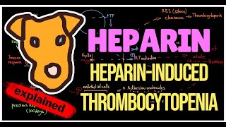 HeparinInduced thrombocytopenia HIT type I  II Pathogenesis Prevention Treatment [upl. by Burns]