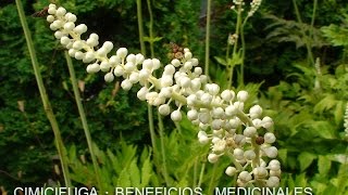 La Cimicifuga Racemosa  Propiedades y Beneficios  Planta Medicinal [upl. by Peednam]