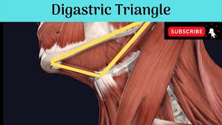 Anterior Triangle of the Neck  Digastric Triangle Anatomy mbbseducation bdsheadandneckanatomy [upl. by Ike189]