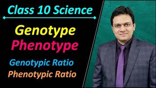 What is Genotype and Phenotype Class 10 Science Ch 9 Heredity and Evolution [upl. by Adnocahs]