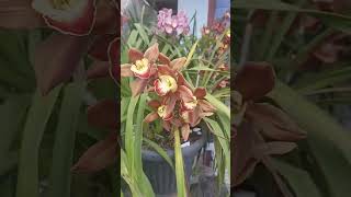 Brown Cymbidium Orchids anggrekcymbidium cymbidiumorchids cymbidiumorchid [upl. by Circosta]