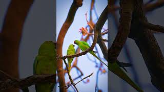 Rose ringed parakeet [upl. by Dincolo]