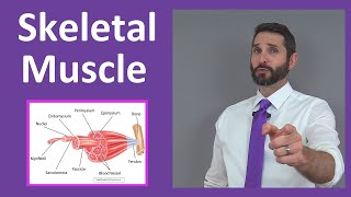 Skeletal Muscle Tissue Contraction Sarcomere Myofibril Anatomy Myology [upl. by Falzetta]