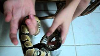 1 year old ball python [upl. by Piers621]