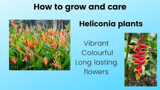 Heliconia psittacorum Parrots beak Heliconia rostrata Exotic Vibrant Colourful long lasting flowers [upl. by Ahseid]