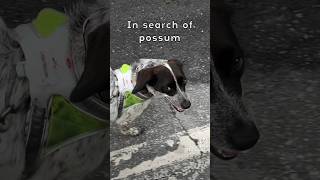 …or a frog whatever rundog possum penargyl plainfieldtownship windgap dogsofyoutube fafo [upl. by Ruthven]