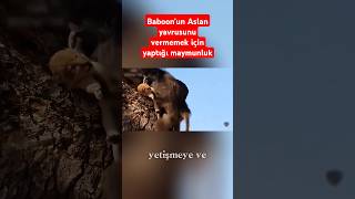 Babun Aslan yavrusunu kaçırıyor geri vermemem için yaptığı şeye bakın [upl. by Anitnatsnok]