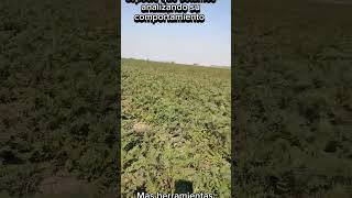 Agricultura regenerativa phacelia apicultura producción [upl. by Anaujat]