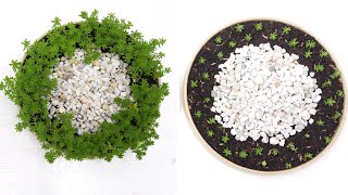 2 Super Simple Ideas for Tokyo Sun Succulent Table Top Dish Garden Sedum Japonicum Tokyo Sun [upl. by Ahsert531]