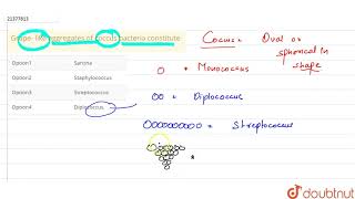 Grape like aggregates of coccus bacteria constitute [upl. by Annagroeg]