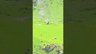 Cows narrowly escape rockslide [upl. by Olwena323]