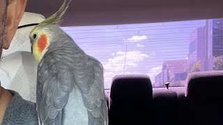 LAPetsCA is live Cockatiel Make Good Company [upl. by Reitman]