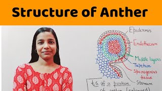 structure of microsporangium  structure of anther   BSc  MSc  NEET  PGT Biology [upl. by Frankie219]