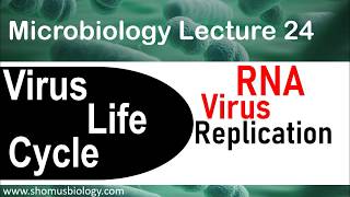 Virus life cycle  RNA virus replication [upl. by Glinys11]