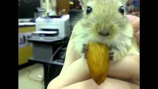 Gerbil Eating Almond Om Nom Nom Nom Nom  Parry Gripp [upl. by Kopple]