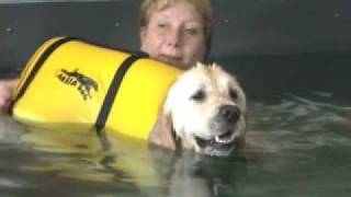 Hydrotherapy with Golden Retrievers Alfie amp Darcy [upl. by Sara-Ann731]