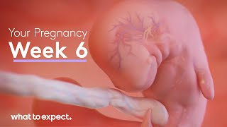 6 Weeks Pregnant  What to Expect [upl. by Sardella]