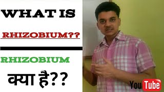 what is rhizobium bacteria  rhizobium बैक्टीरिया क्या है🤔 [upl. by Africa]