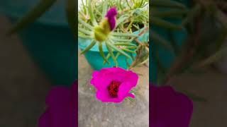 my plants collection flower home garden nature Rose  zade plant money plant [upl. by Naujud609]