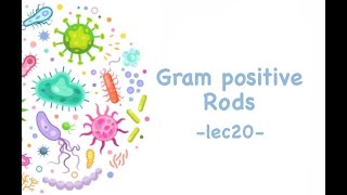 Gram Positive Rods General Microbiology [upl. by Colleen10]