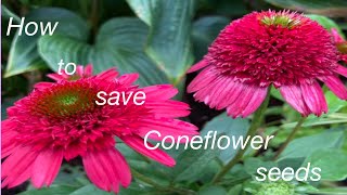 How to save your favorite Coneflower￼ seeds [upl. by Eirod]