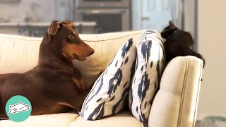 Firecracker Doberman Falls In Love With Tiny Kitten  Cuddle Buddies [upl. by Franek188]