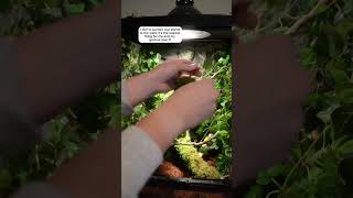 How to setup a crested gecko tank crestedgecko gecko reptile crestedgeckos [upl. by Tucker]