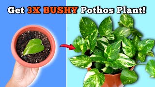 EXPERTS TRICK To Make A Plant BUSHY  Bushy Money Plant Trick [upl. by Oicaroh]