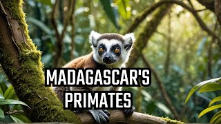 All About Lemurs Madagascars Unique Primates [upl. by Hort157]