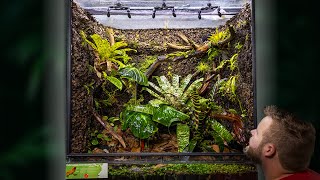 Creating a MASSIVE Poison Frog Vivarium [upl. by Lamahj]