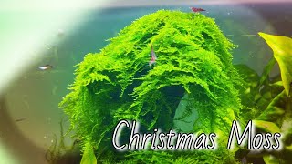 CHRISTMAS MOSS quotVesicularia montagneiquot Species Spotlight [upl. by Lledrev]