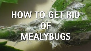 How To Get Rid of Mealybugs [upl. by Warder466]