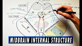 Midbrain  Cross section  Internal structure  Neuroanatomy Tutorial [upl. by Africa194]