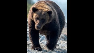 9 Horrific Bear Attacks From Around The World [upl. by Jose]